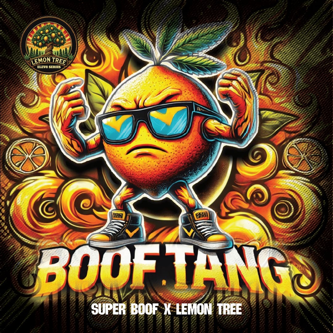 BOOF TANG 🍊🍹🍋
